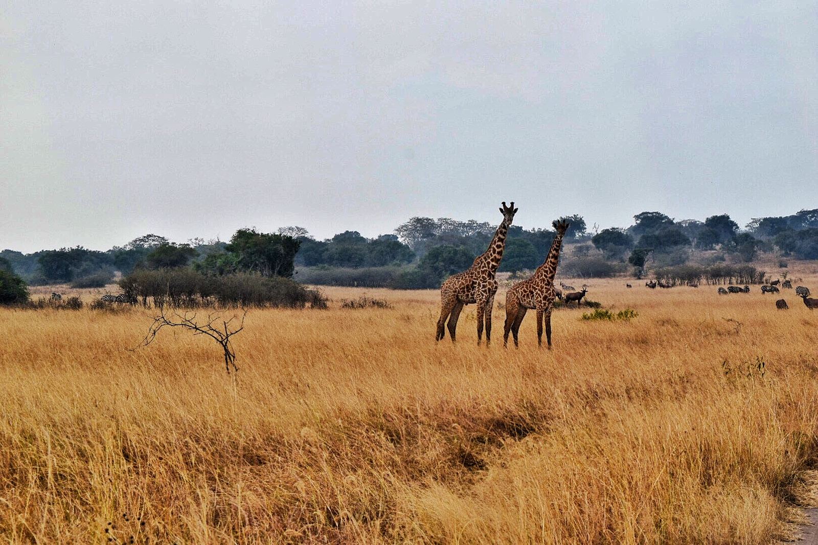 Akagera National park