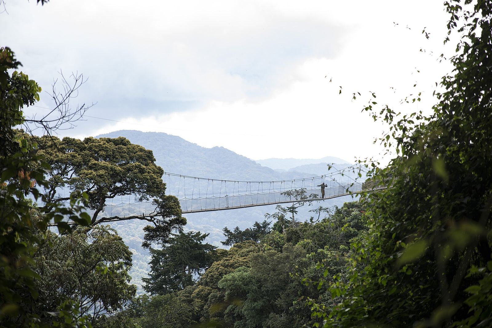 Nyungwe Forest National Park