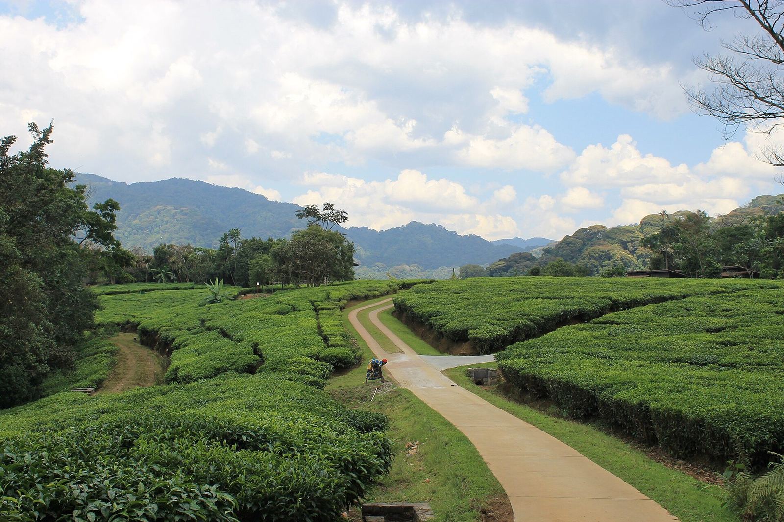 Gishwati Forest Rwanda