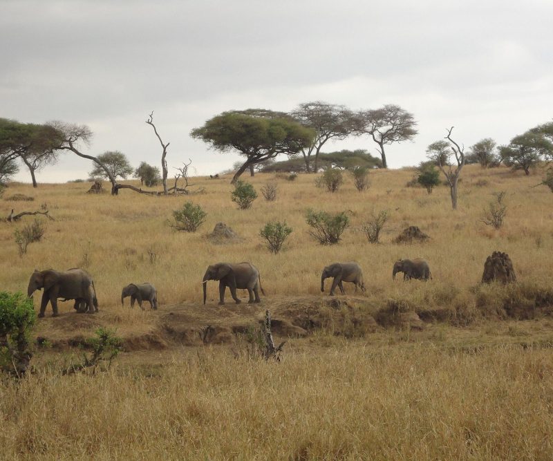 7 Days: Rwanda’s Big Three
