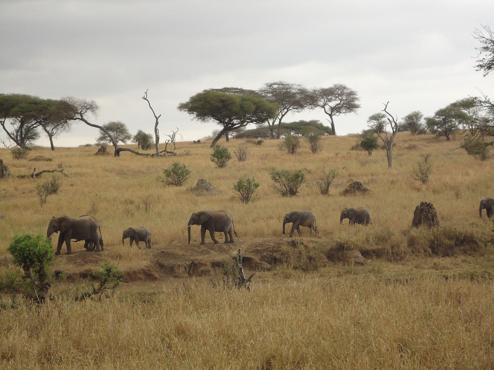 7 Days: Rwanda’s Big Three