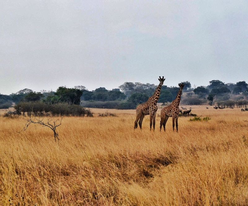 Kigali to Akagera by Car: Route & Day-Trip Guide