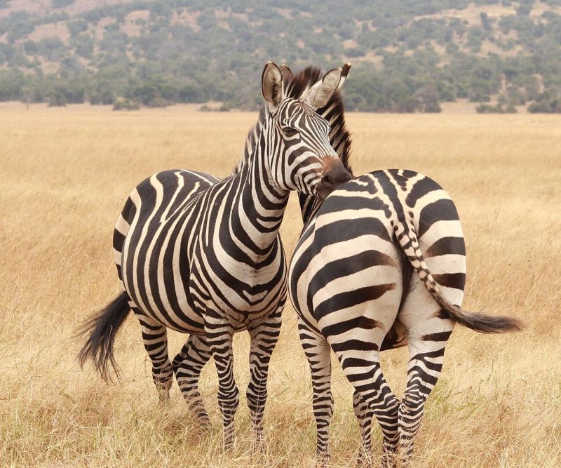 4 Days: Akagera Self-Drive Safari