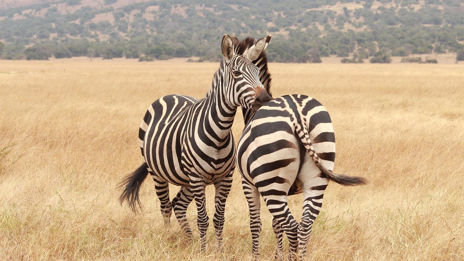 4 Days: Akagera Self-Drive Safari