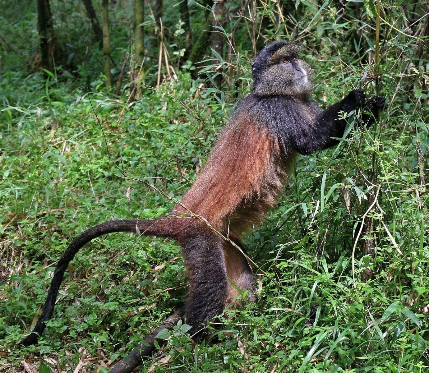6 Days: Primates of Rwanda