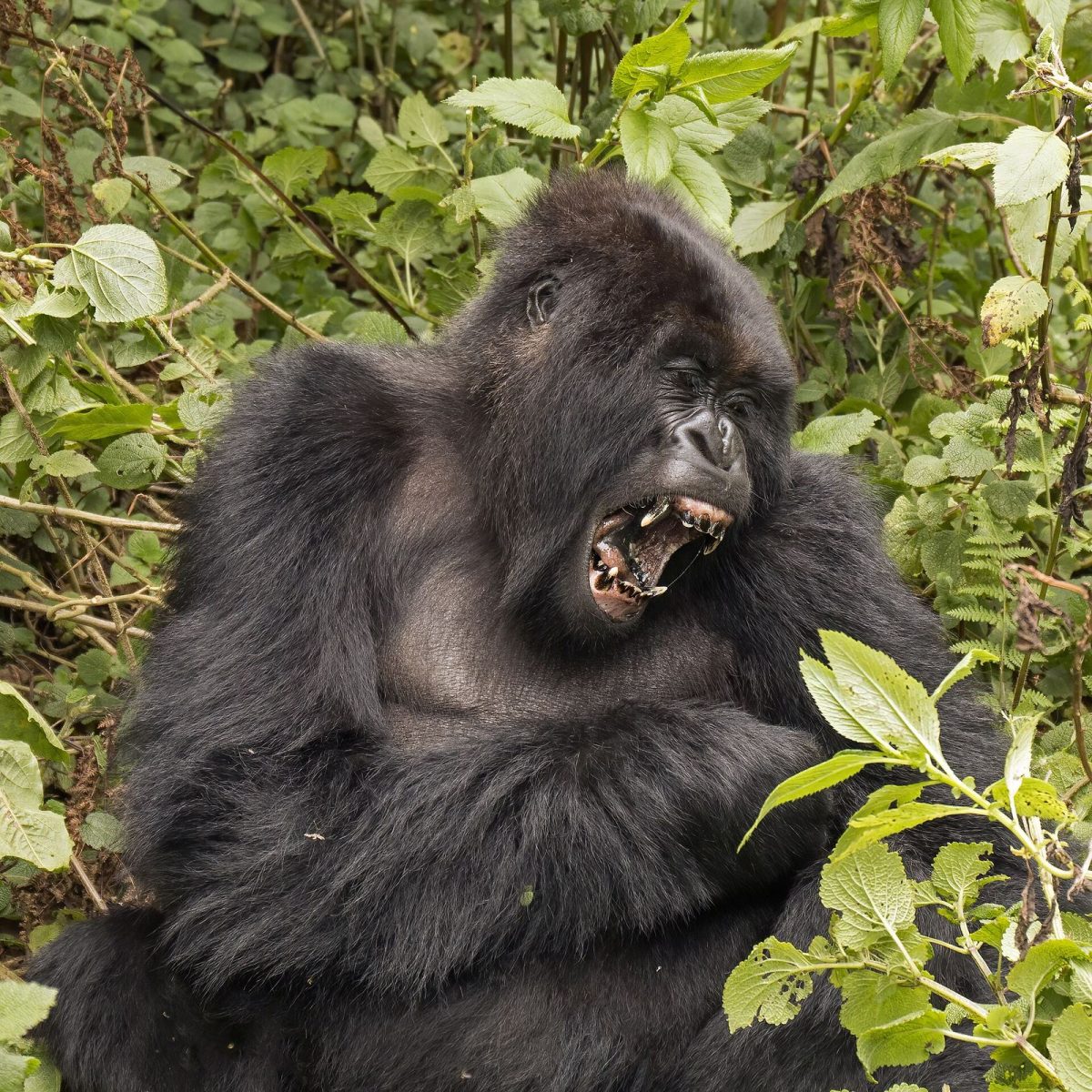 3 Days: Gorilla Trekking from Kigali
