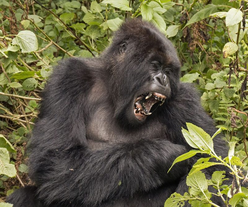 3 Days: Gorilla Trekking from Kigali